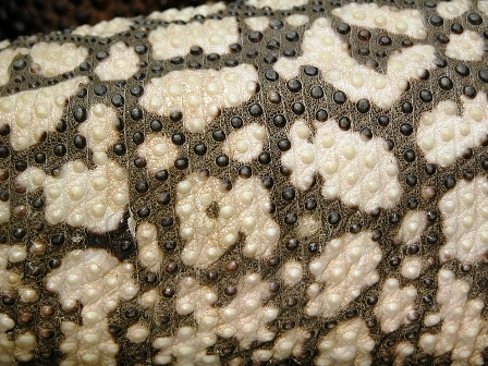 Closeup of a Gila Monster’s skin, showing the osteoderms